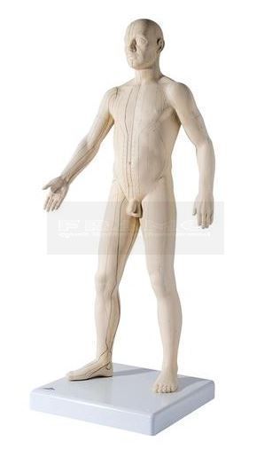 Mannelijk acupunctuurmodel deluxe circa 71 cm staand