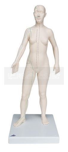 Vrouwelijk acupunctuurmodel deluxe circa 71 cm