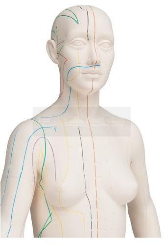 Vrouwelijk acupunctuurmodel deluxe circa 71 cm vergroot