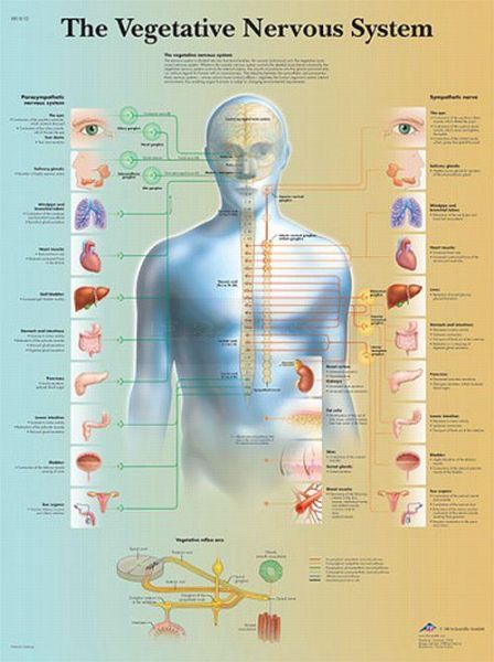 Anatomie poster Vegetative Nervous System - vegetatieve zenuwstelsel