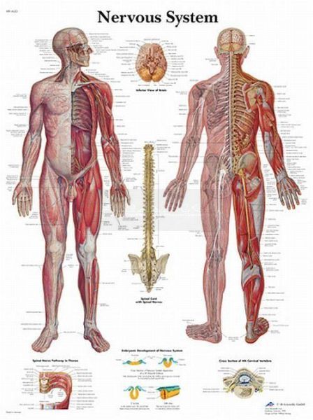 Anatomie poster Nervous System - menselijk zenuwstelsel