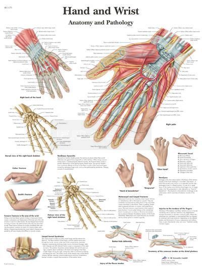 Anatomie poster Hand and Wrist - hand en pols