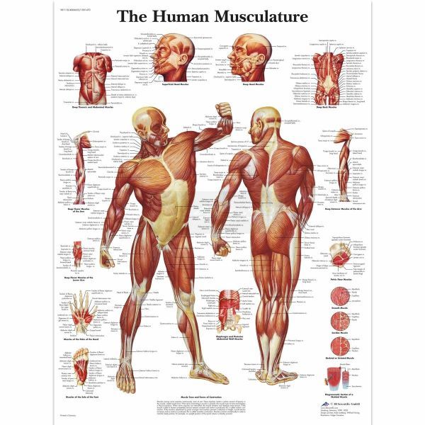 Anatomie poster The Human Musculature - het menselijk spierstelsel