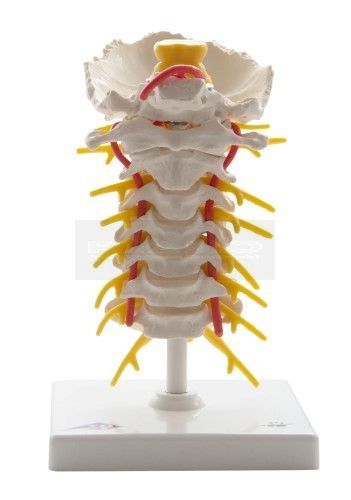 Anatomisch model Cervicale wervelkolom 19 cm