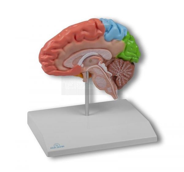 Hersenhelft, gekleurd anatomisch model