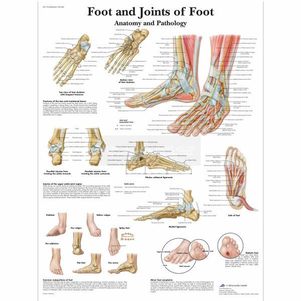 Ingelijste poster Foot and Joint of Foot - voet en gewrichten van de voet