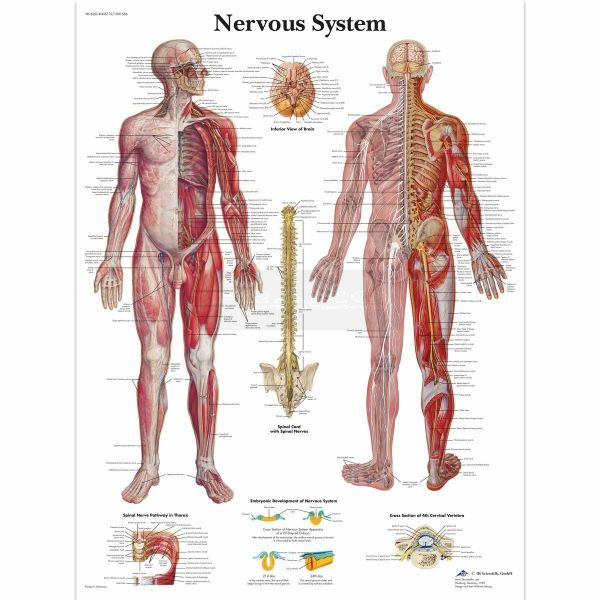 Ingelijste poster Nervous System - menselijk zenuwstelsel 50,5 cm x 67,5 cm