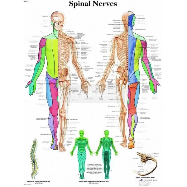 Ingelijste poster Spinal Nerves - menselijk spinale zenuwstelsel 50,5 cm x 67,5 cm