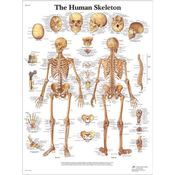Ingelijste poster The Human Skeleton - het menselijk skelet 50,5 cm x 67,5 cm