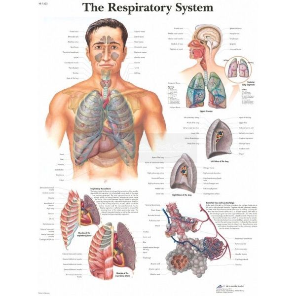 Ingelijste poster The Respiratory System - het ademhaling stelsel 50,5 cm x 67,5 cm