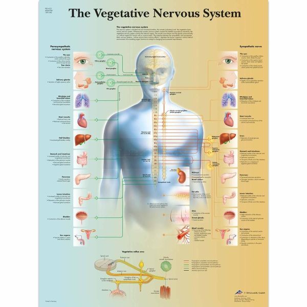Ingelijste poster Vegetative Nervous System - vegetatieve zenuwstelsel