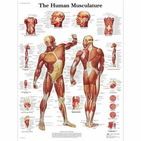 Ingelijste poster The Human Musculature - het menselijk spierstelsel 50,5 cm x 67,5 cm